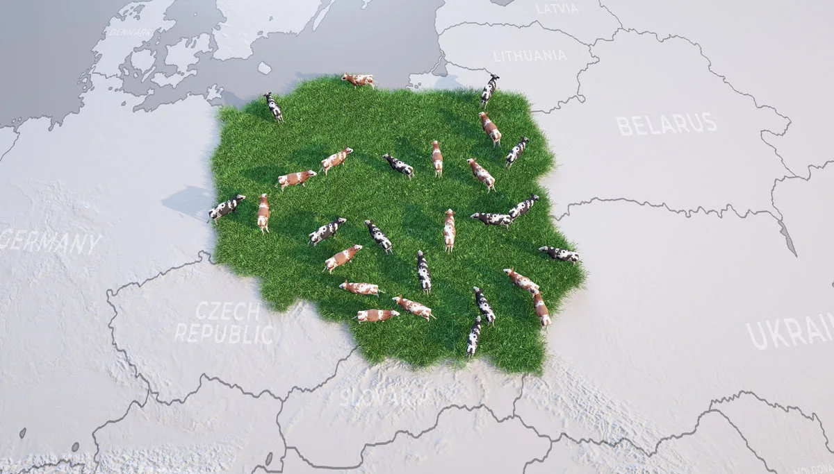 Produkcja wołowiny w Polsce – dlaczego 70% surowca trafia na rynki zagraniczne?