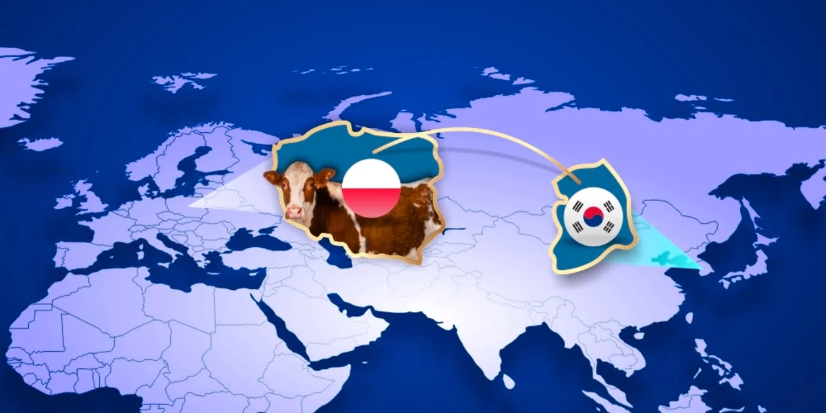 Polska wołowina wchodzi na&nbsp;rynek Korei Południowej. Czy&nbsp;to&nbsp;będzie przełom dla producentów?